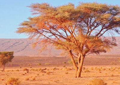 Trek Randonnée Parc National d'Ikiri Maroc Trek