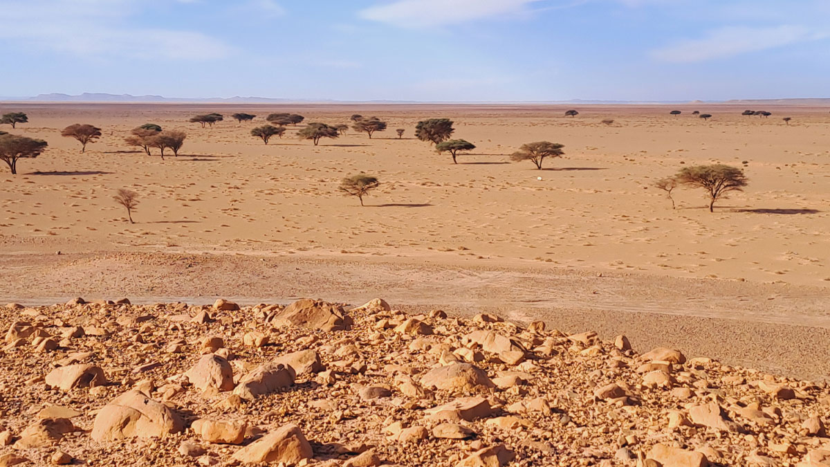 Parc National d'Iriki<br />
Les accacias<br />
Maroc Trek