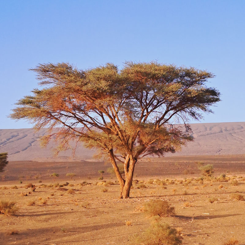 Acacia du Parc d'Iriki<br />
Maroc