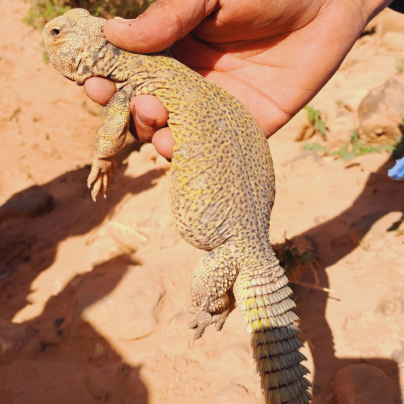 Faune du Parc d'Iriki<br />
Maroc