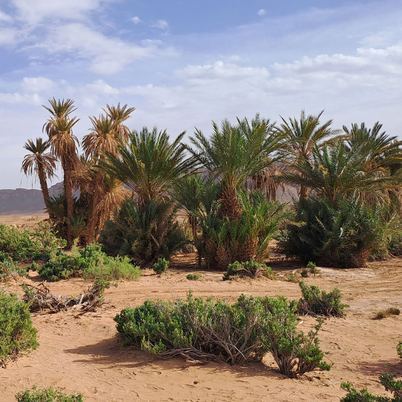 Flore Parc d'Iriki Maroc
