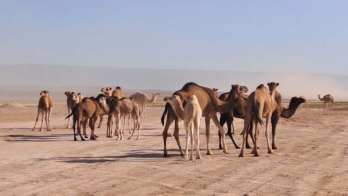 Dromadaires du Parc National d'Iriki<br />
Maroc Trek