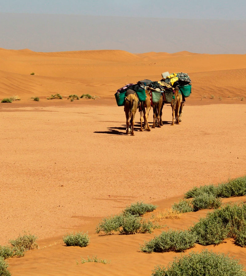 Trek vers le désert depuis Marrakech